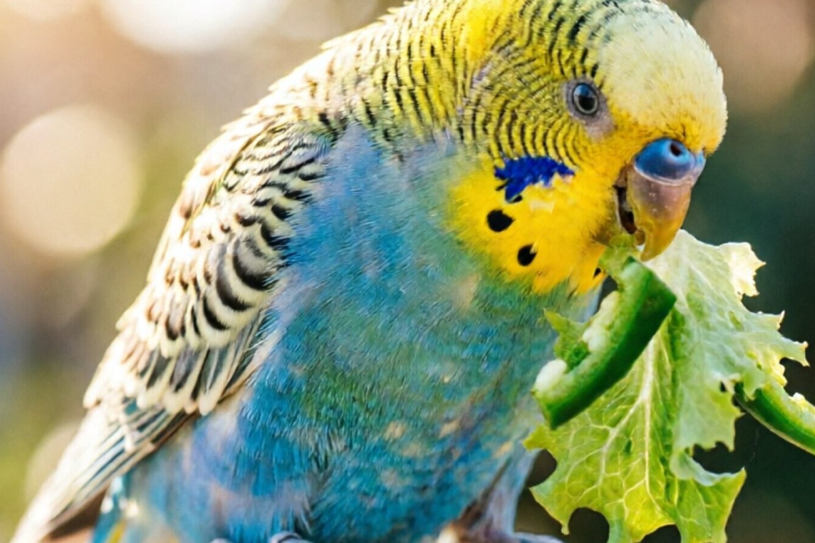 Budgie Diet Guide: What to Feed Your Budgie