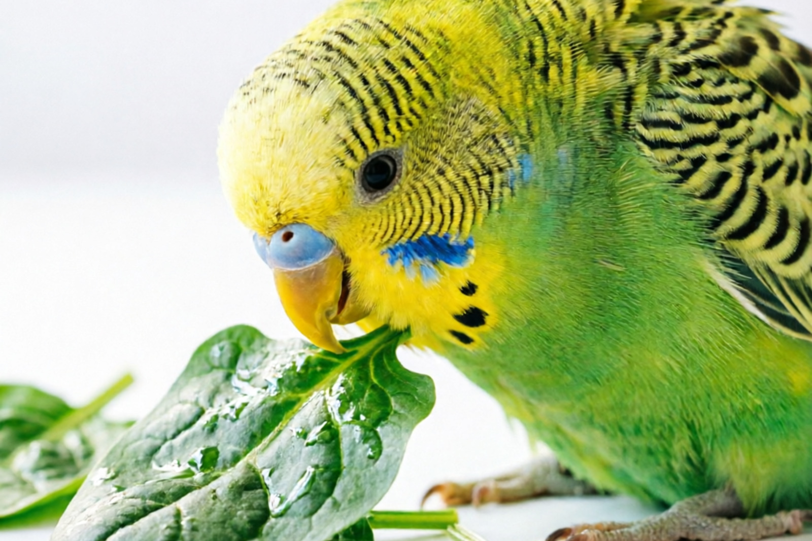Can Budgies Eat Spinach? | Vet-Reviewed