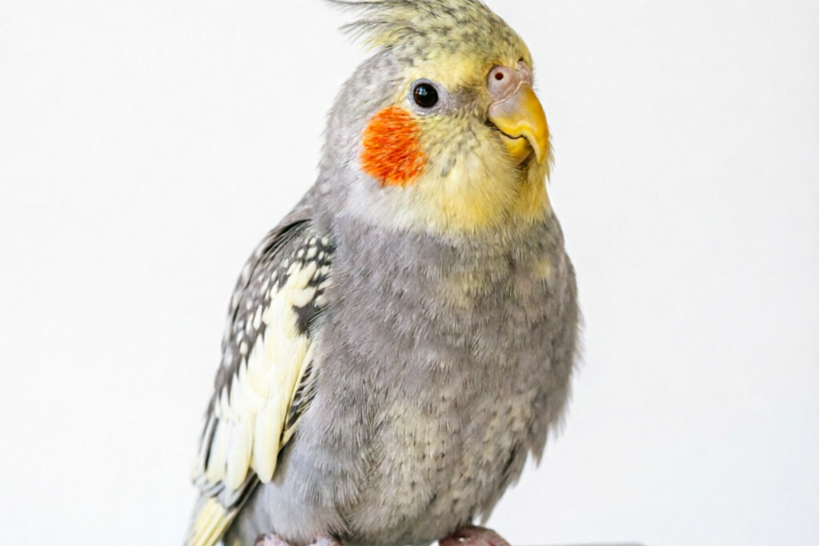 Why Does My Cockatiel Bob Its Head? — 7 Reasons Explained