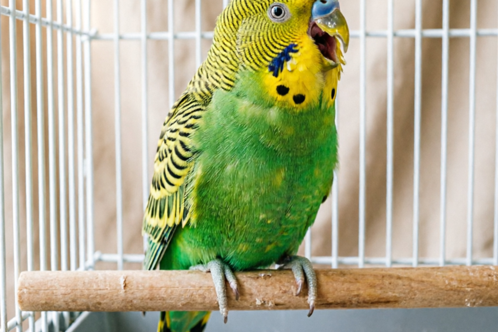 Why Is My Budgie Screaming? Causes, Solutions & When to Worry