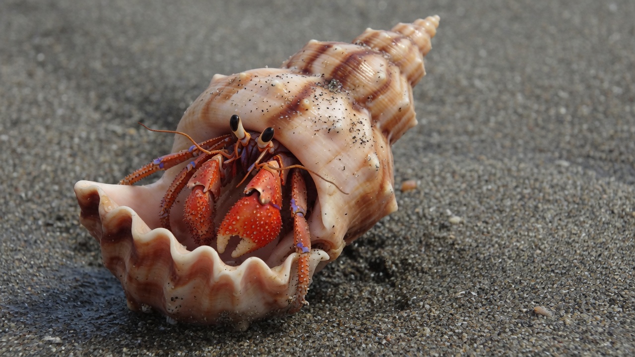 Hermit Crabs