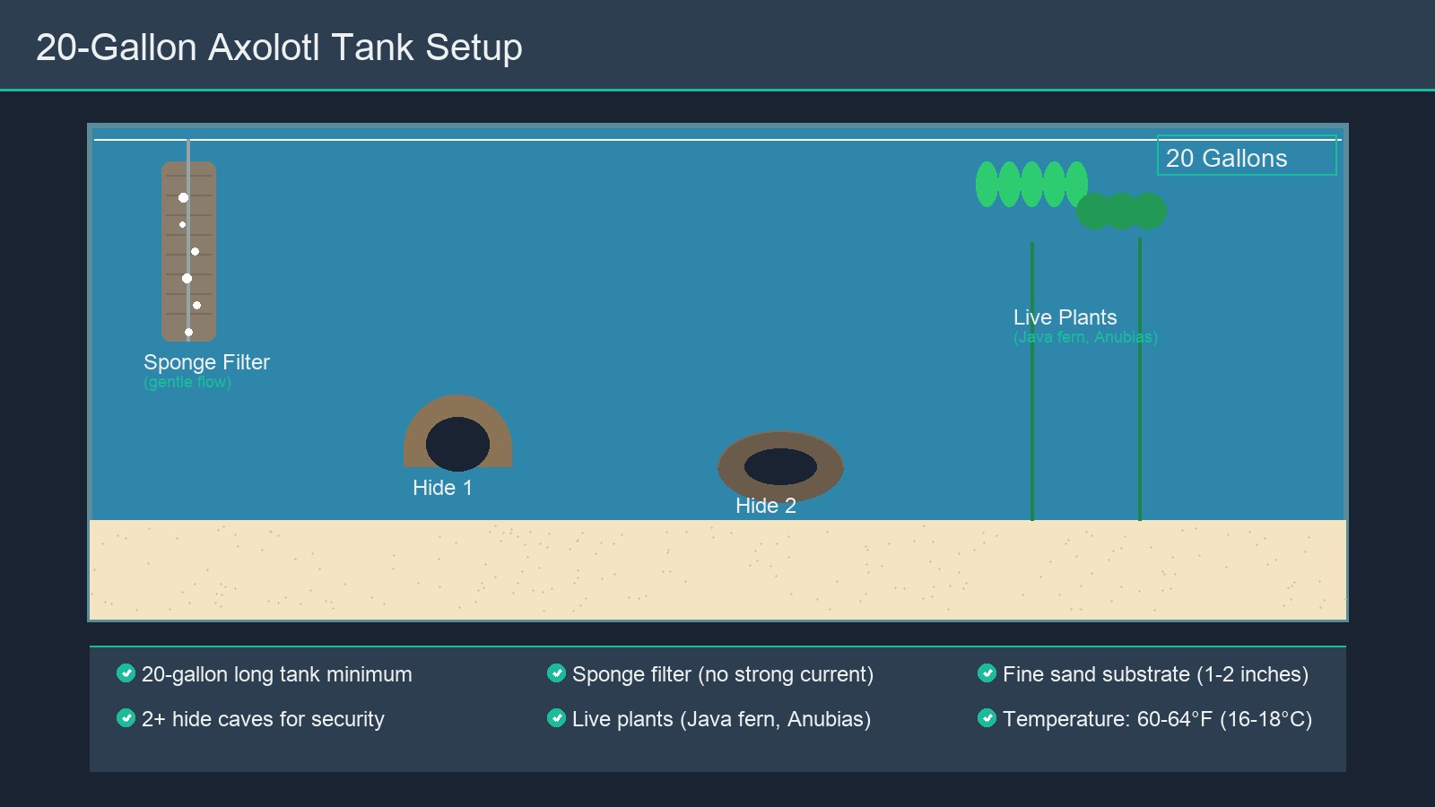 20-gallon axolotl tank setup example