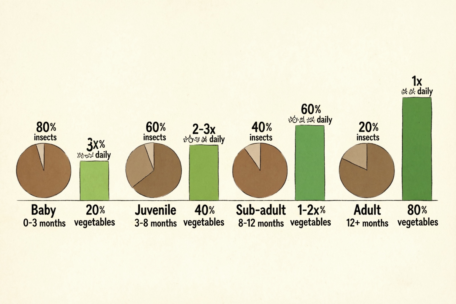 Bearded dragon diet comparison showing proper insect and vegetable ratios by age
