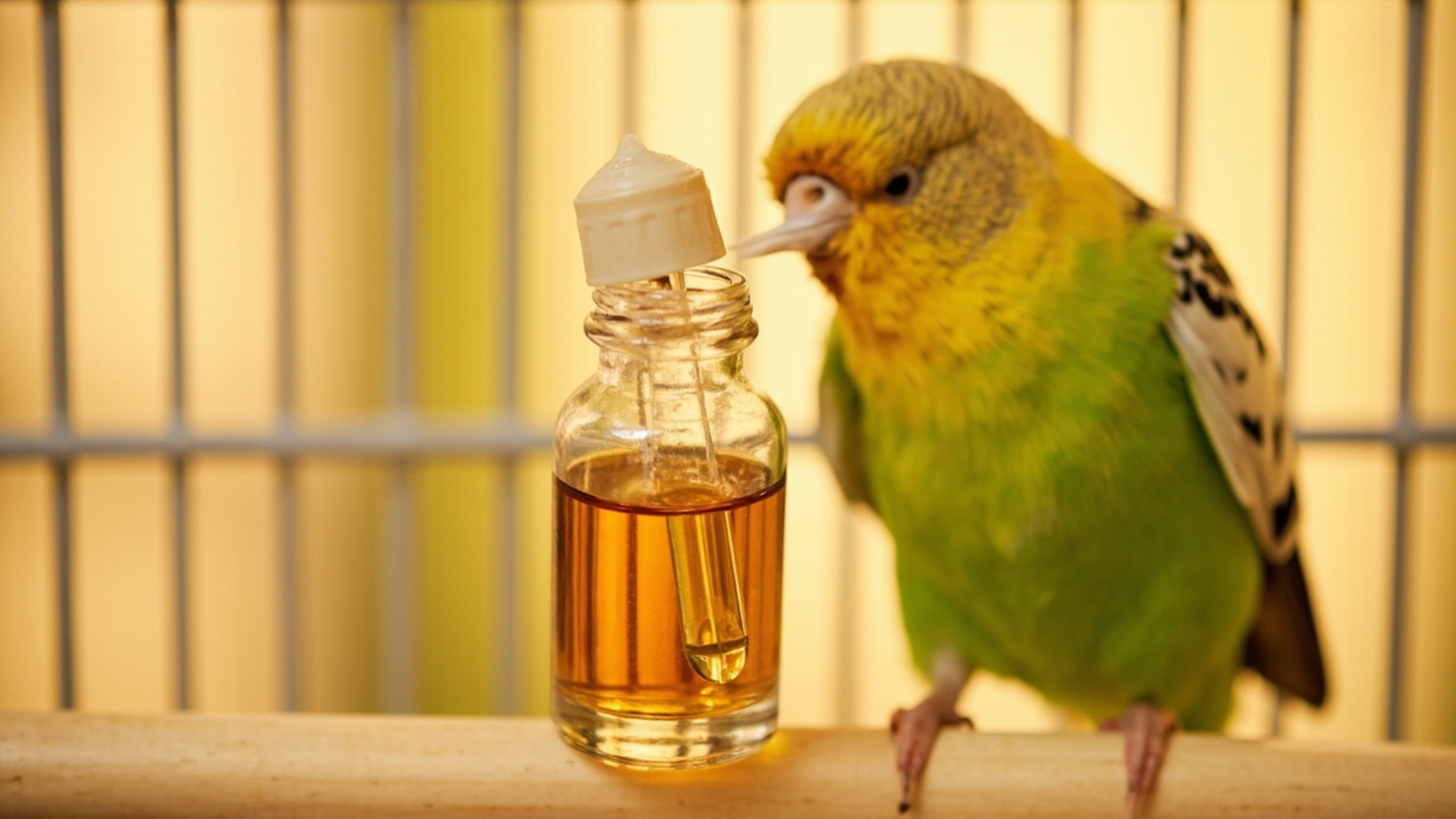 Liquid calcium supplement being drawn into a dropper next to a budgie cage