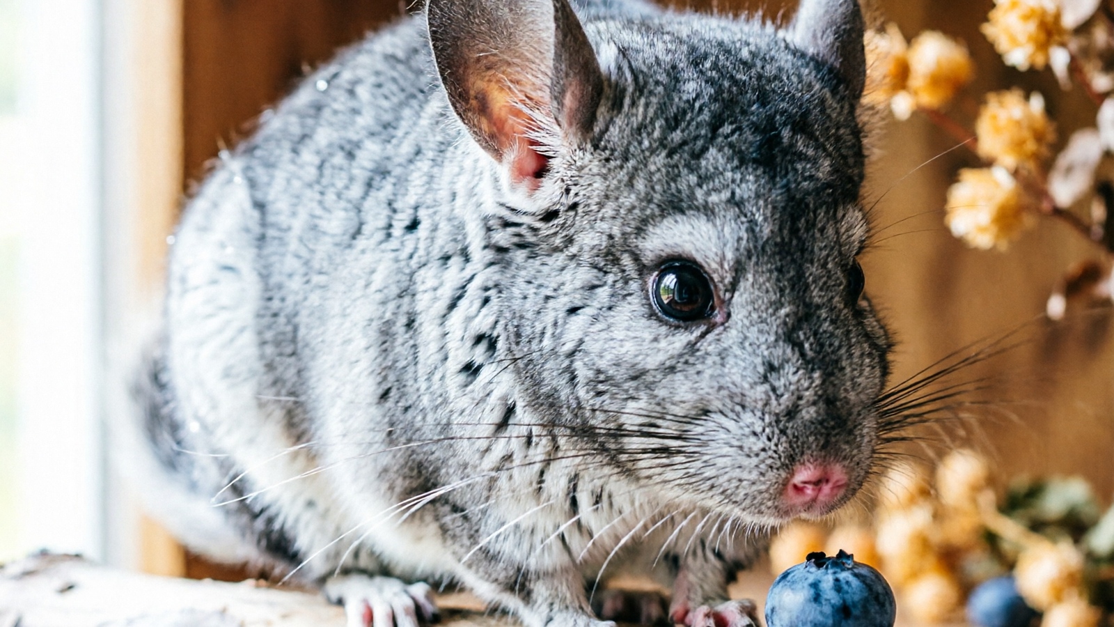 Can Chinchillas Eat Blueberries? Safety & Feeding Guide