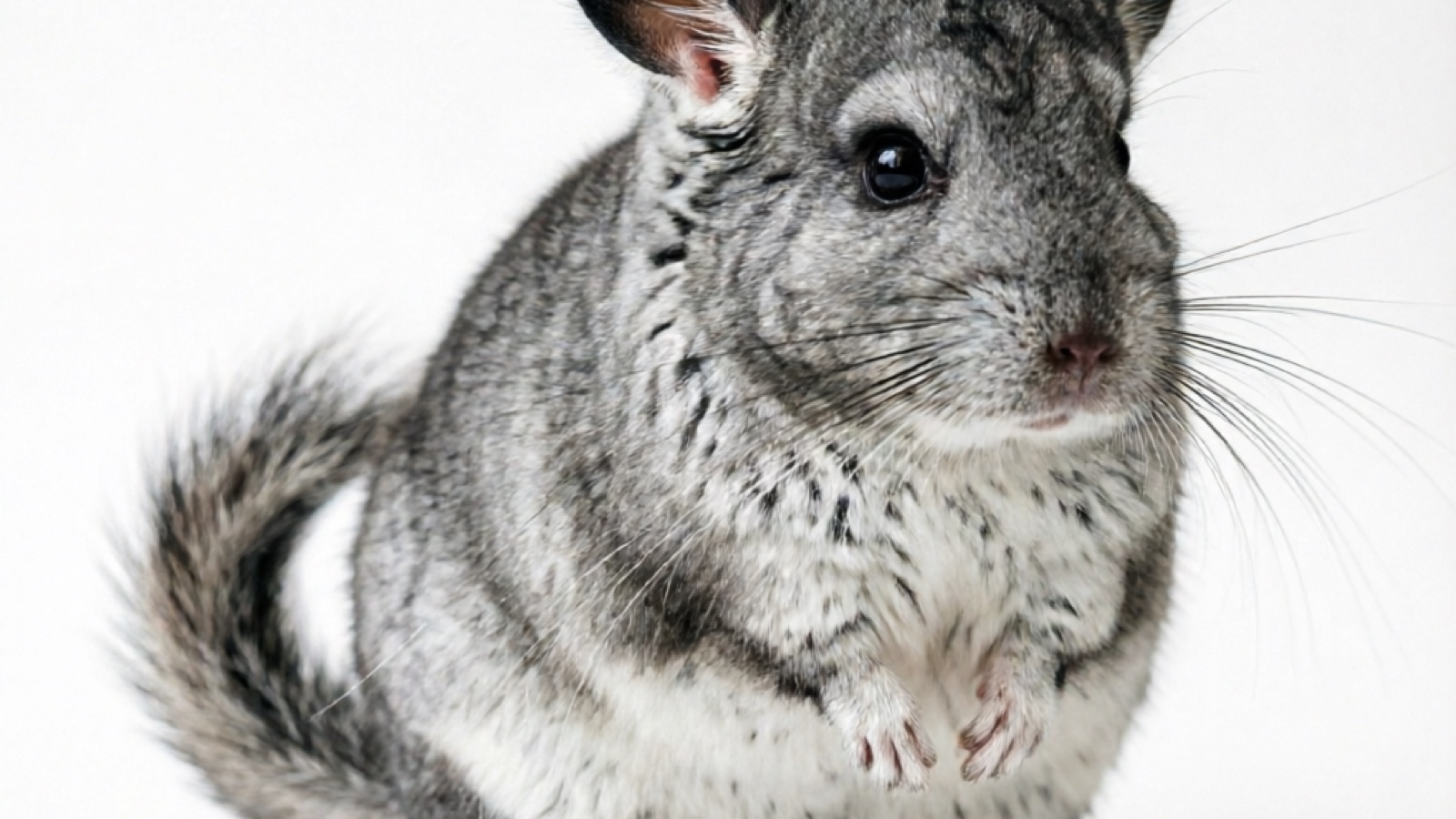 Chinchilla Standard Grey