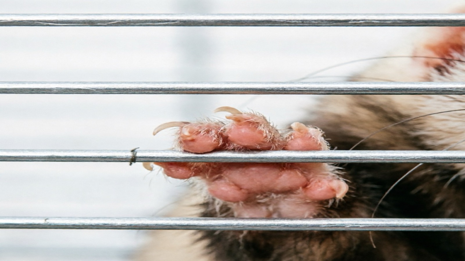 Close-up view of Critter Nation bar spacing detail showing 1/2 inch spacing