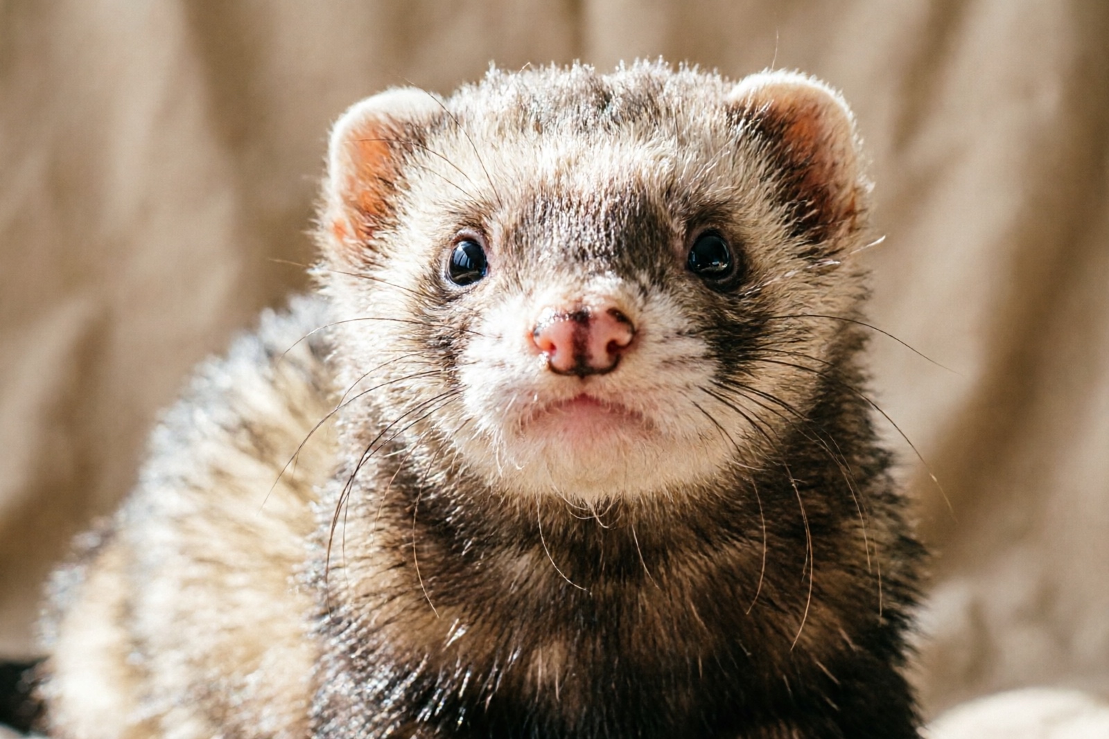 Common Ferret Health Problems: Symptoms & Treatment
