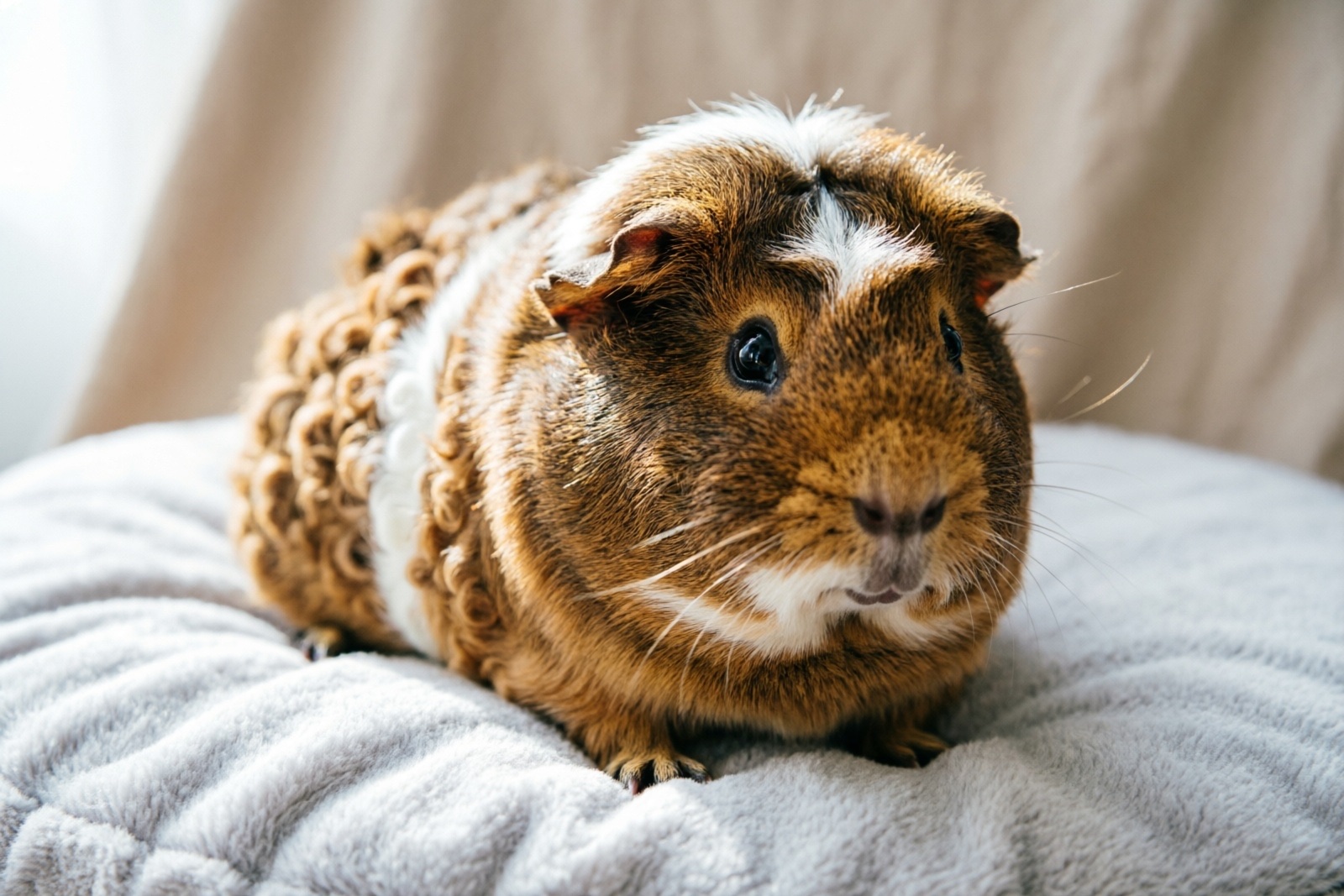 Complete Guinea Pig Bedding Guide: Types, Safety & Best Options