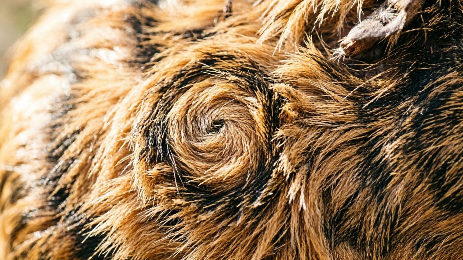 Abyssinian guinea pig showing rosette coat pattern