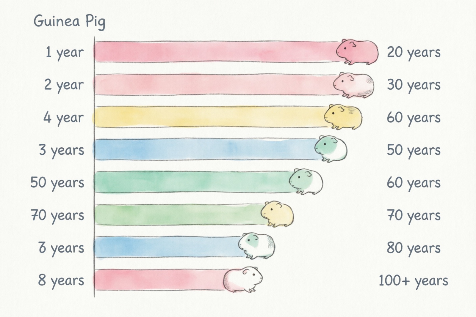 Guinea pig age to human age conversion chart