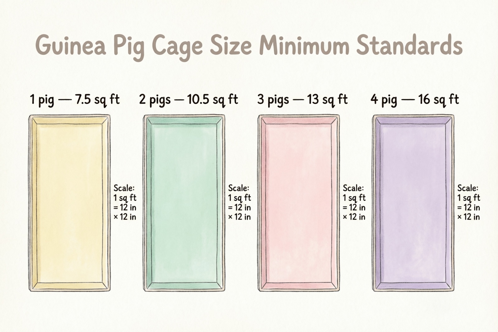 Guinea pig cage size chart