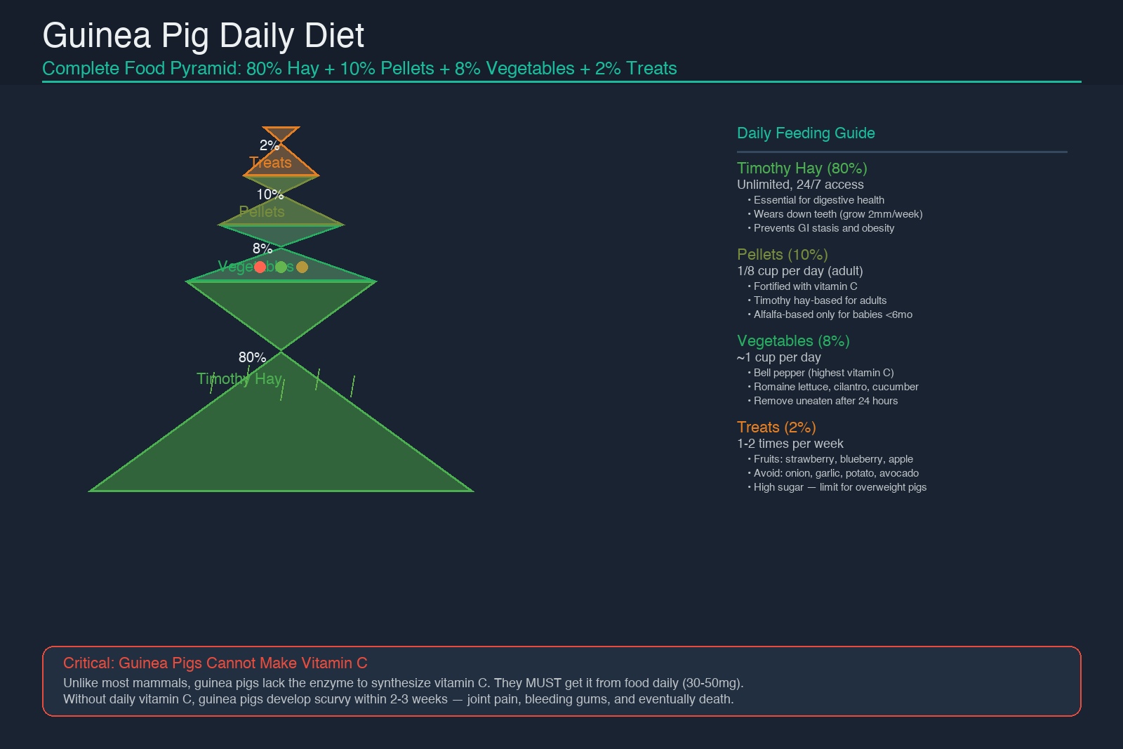 Guinea pig daily diet food pyramid: 80% Timothy hay, 10% pellets, 8% vegetables, 2% treats with complete feeding guide and vitamin C warning