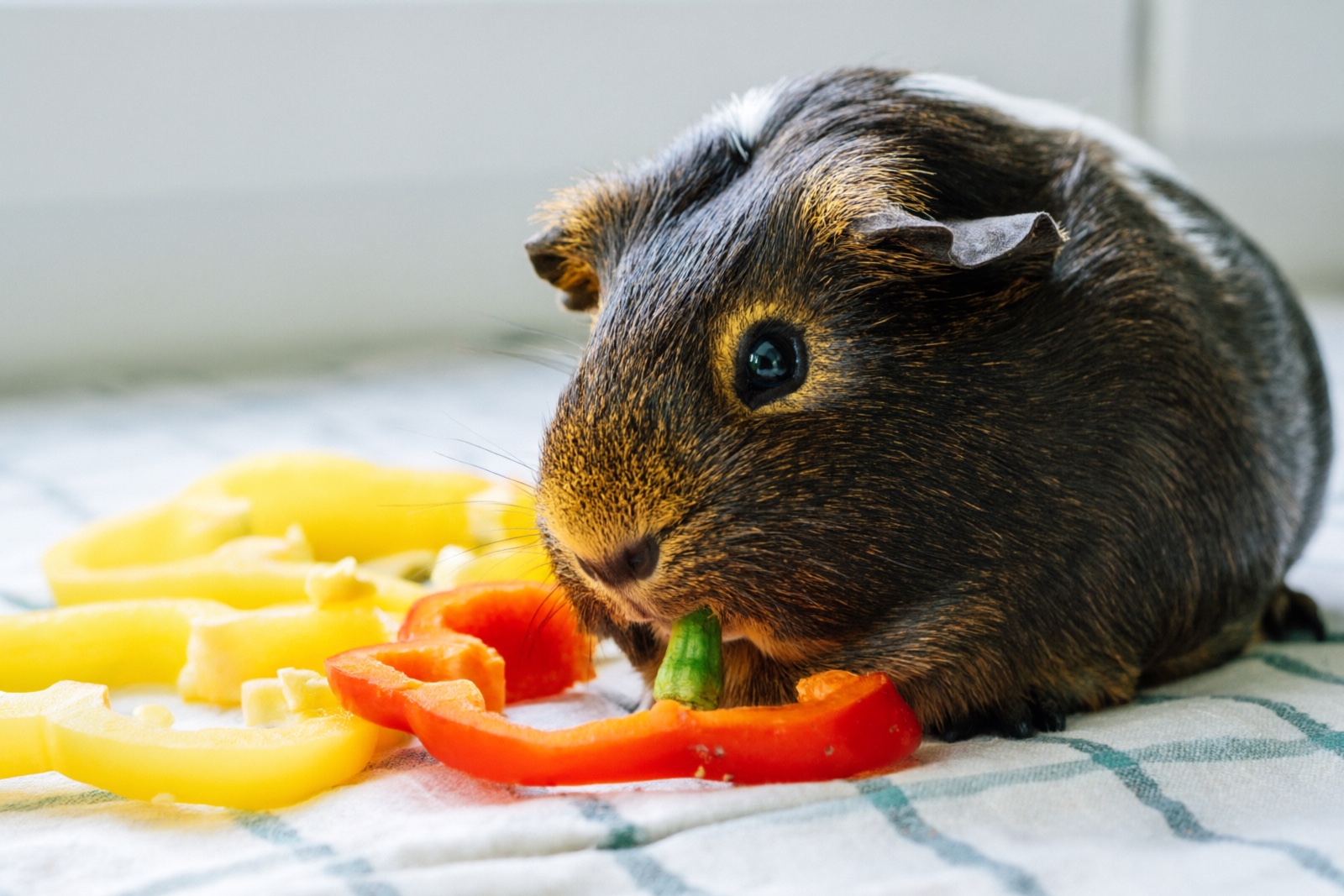 Guinea Pig Vitamin C Guide: Requirements, Sources & Preventing Scurvy