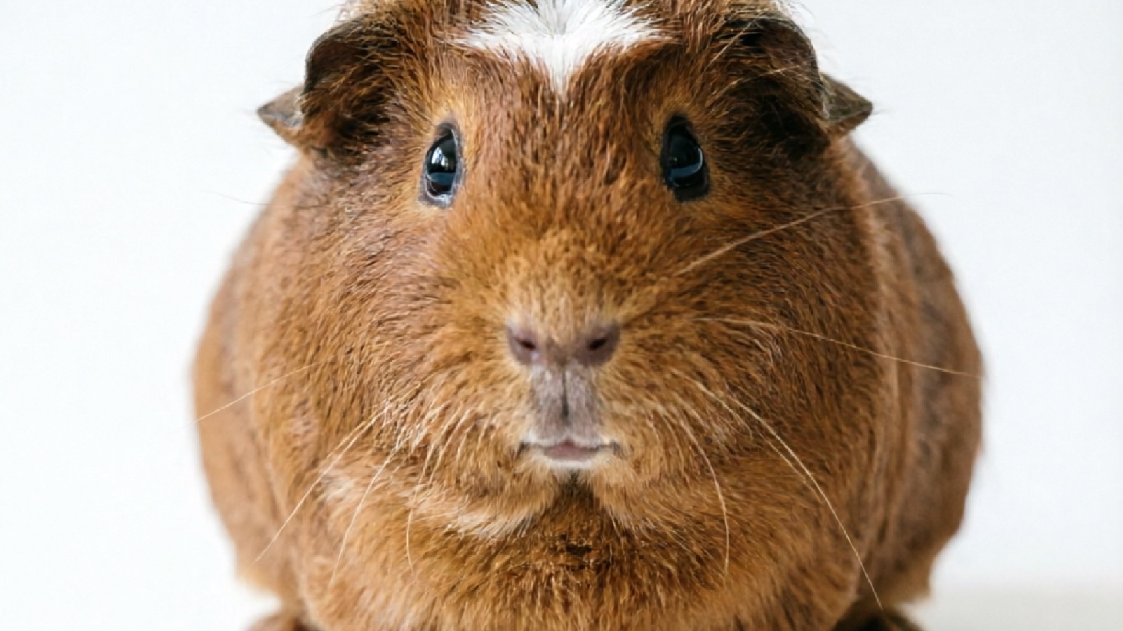 White Crested Guinea Pig