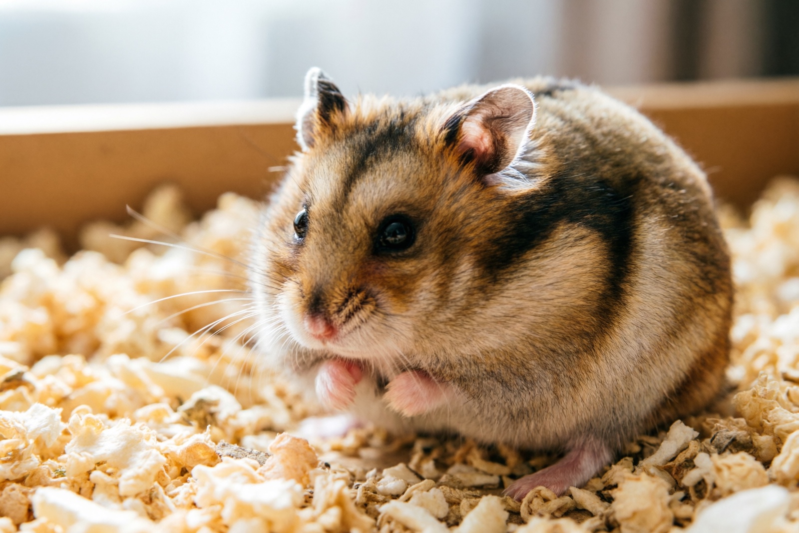 Hamster Behavior & Body Language: Understanding Your Hamster's Emotions and Needs
