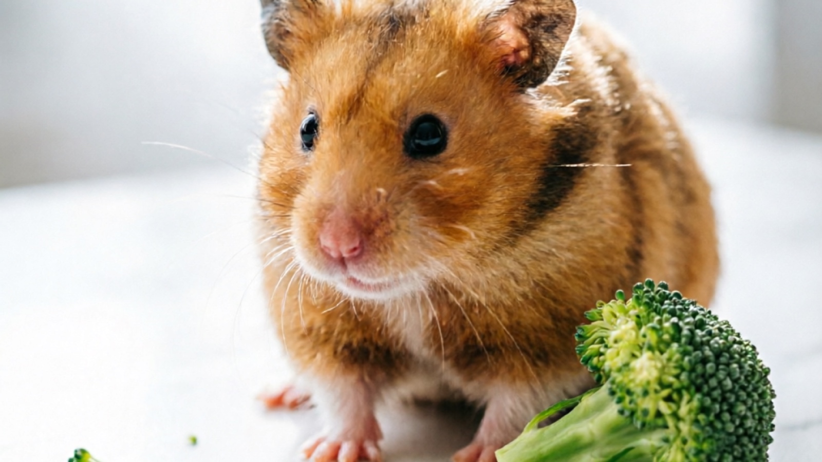 Can Hamsters Eat Broccoli? (Vet-Reviewed Safety Guide)
