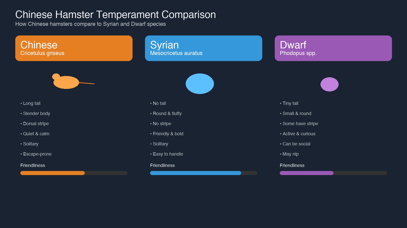 Chinese hamster temperament comparison: Chinese (slender, long tail, quiet) vs Syrian (round, friendly) vs Dwarf (small, active) showing key personality differences