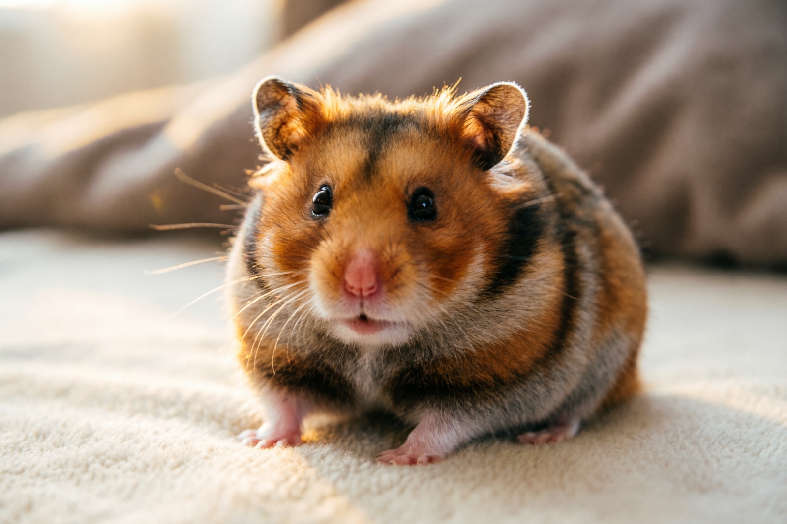 Hamster Lifespan: How Long Do Hamsters Live? (2026)
