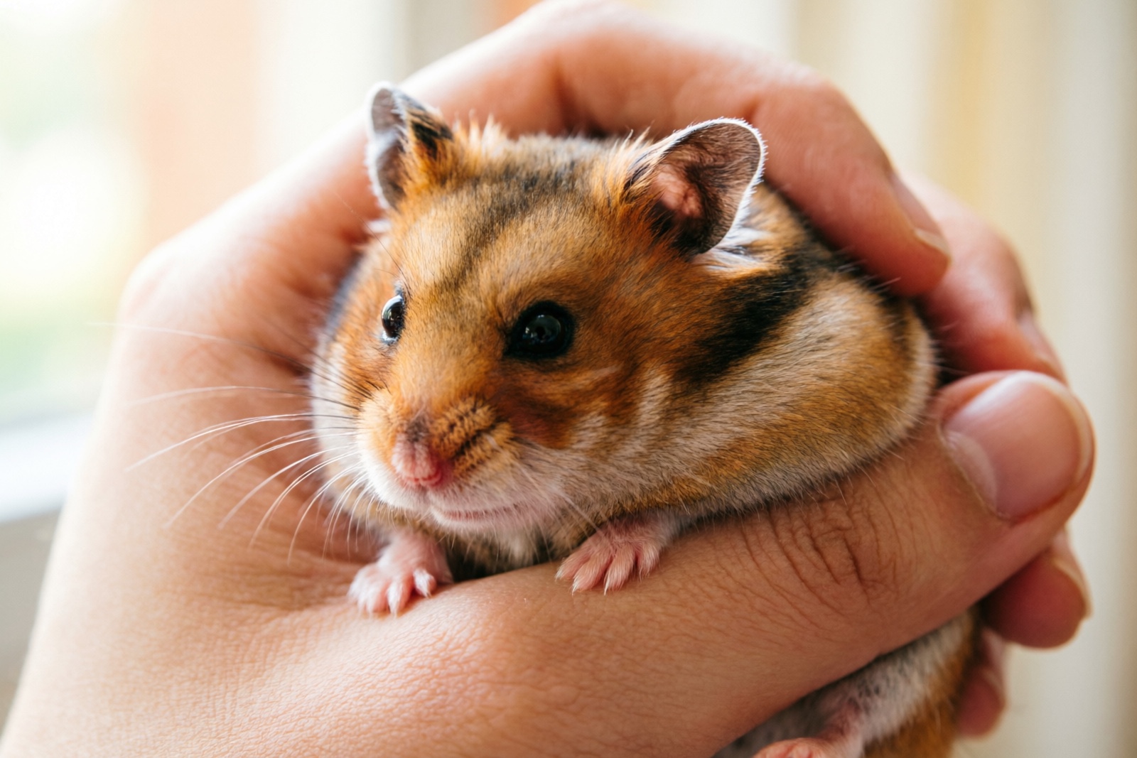 Hamster Handling & Taming: How to Tame Your Hamster in 7 Days