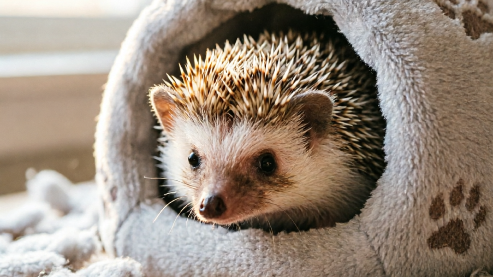 African Pygmy hedgehog peeking out from a soft gray fleece cave bed hideout, professional pet photography with warm natural lighting