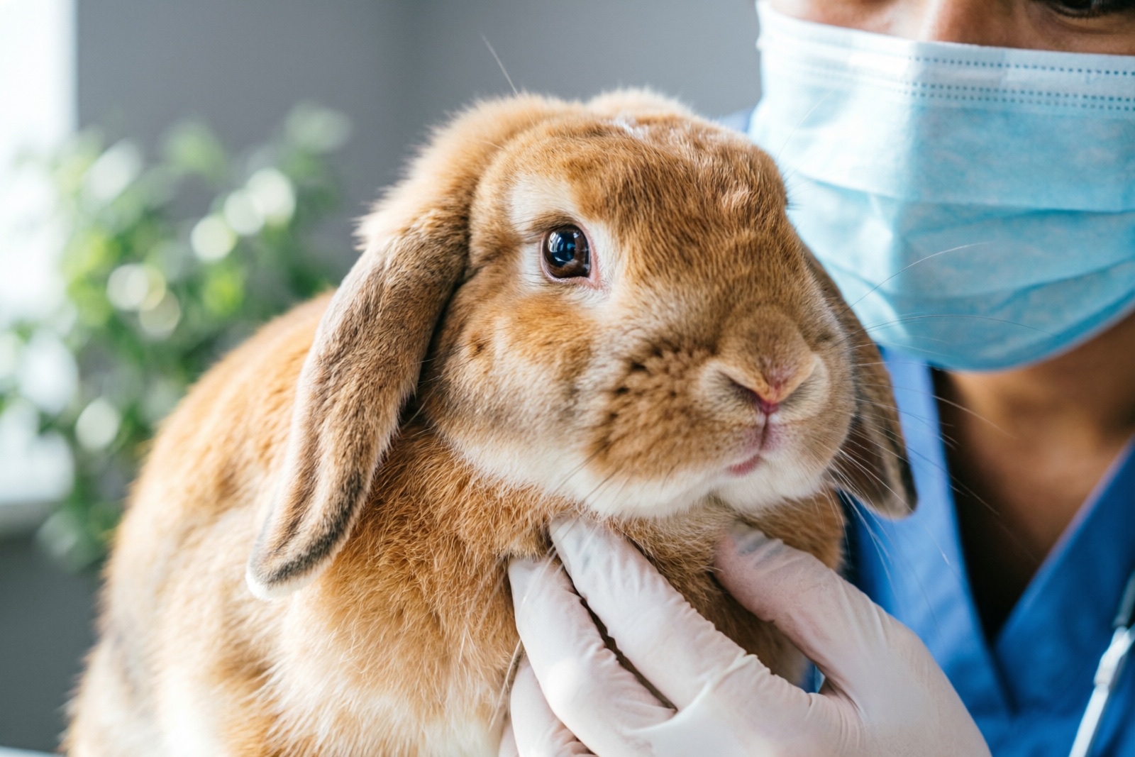 Complete Rabbit Health Guide: Common Issues, Prevention & Care