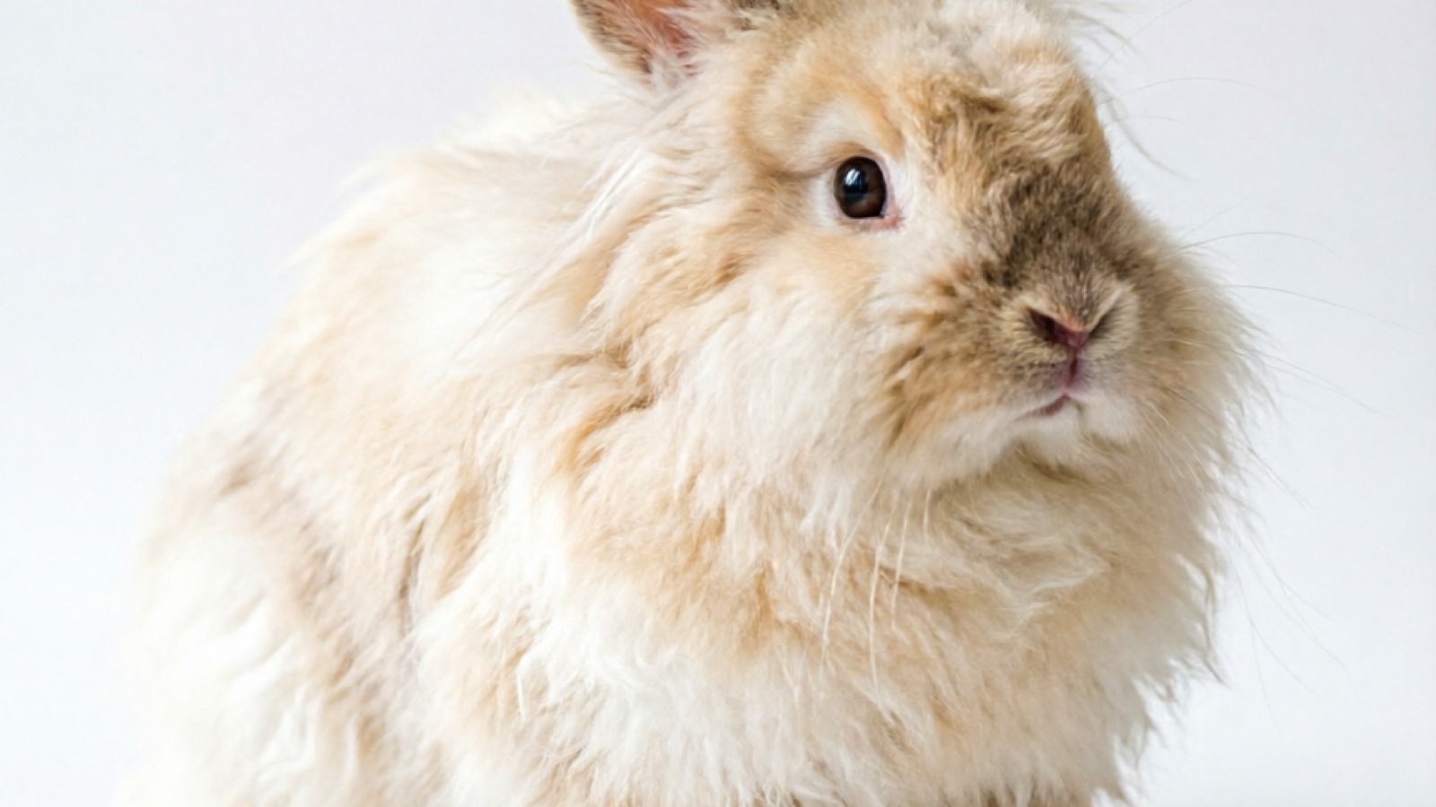 Angora Rabbit