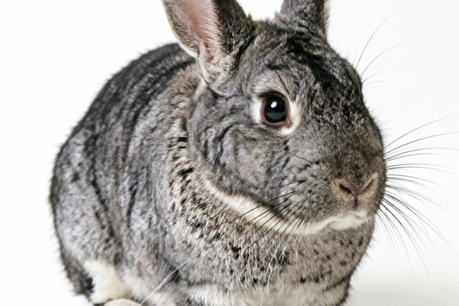 Chinchilla Mini Rex