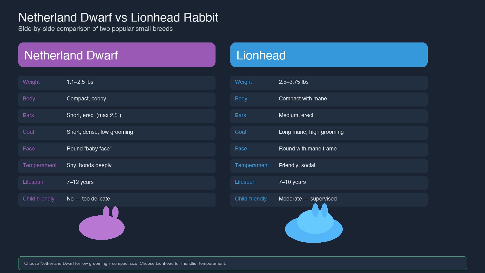 Netherland Dwarf Rabbit