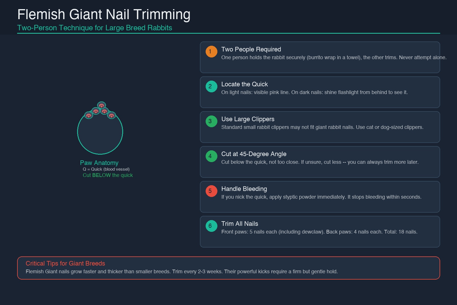 Flemish Giant rabbit nail trimming guide: two-person technique, paw anatomy showing the quick, step-by-step instructions for safe trimming