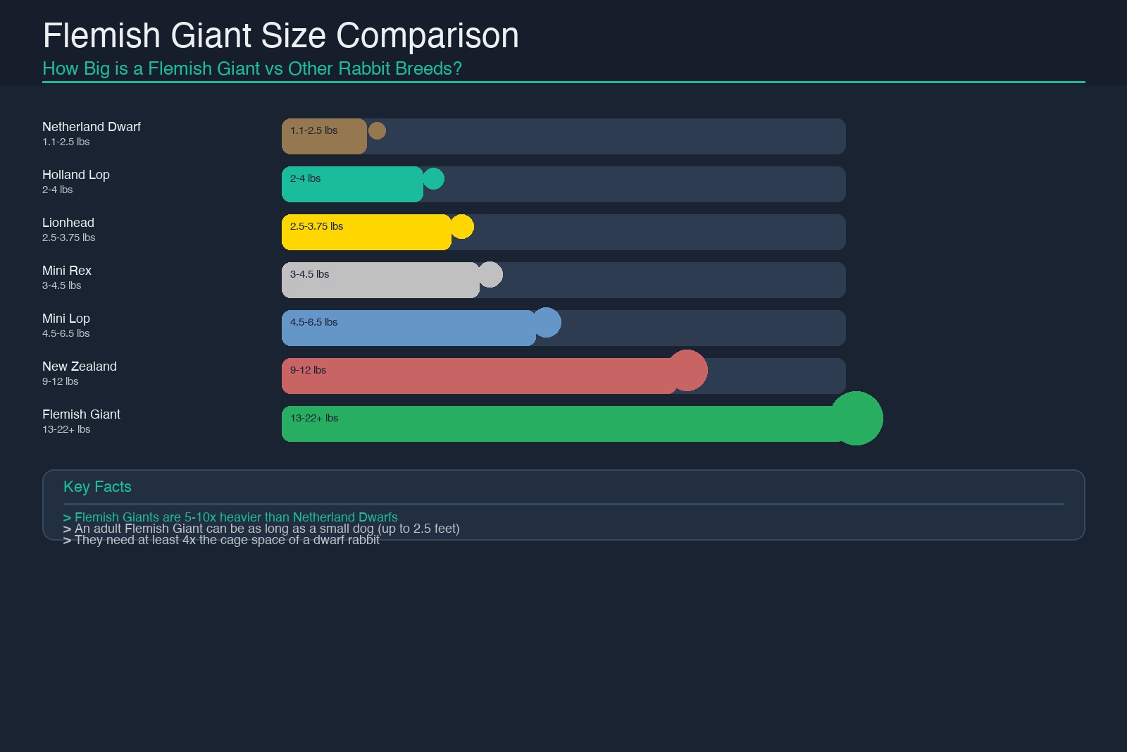 Flemish Giant rabbit size comparison chart: 7 breeds compared by weight and relative body size, showing Flemish Giant is 5-10x heavier than dwarf breeds
