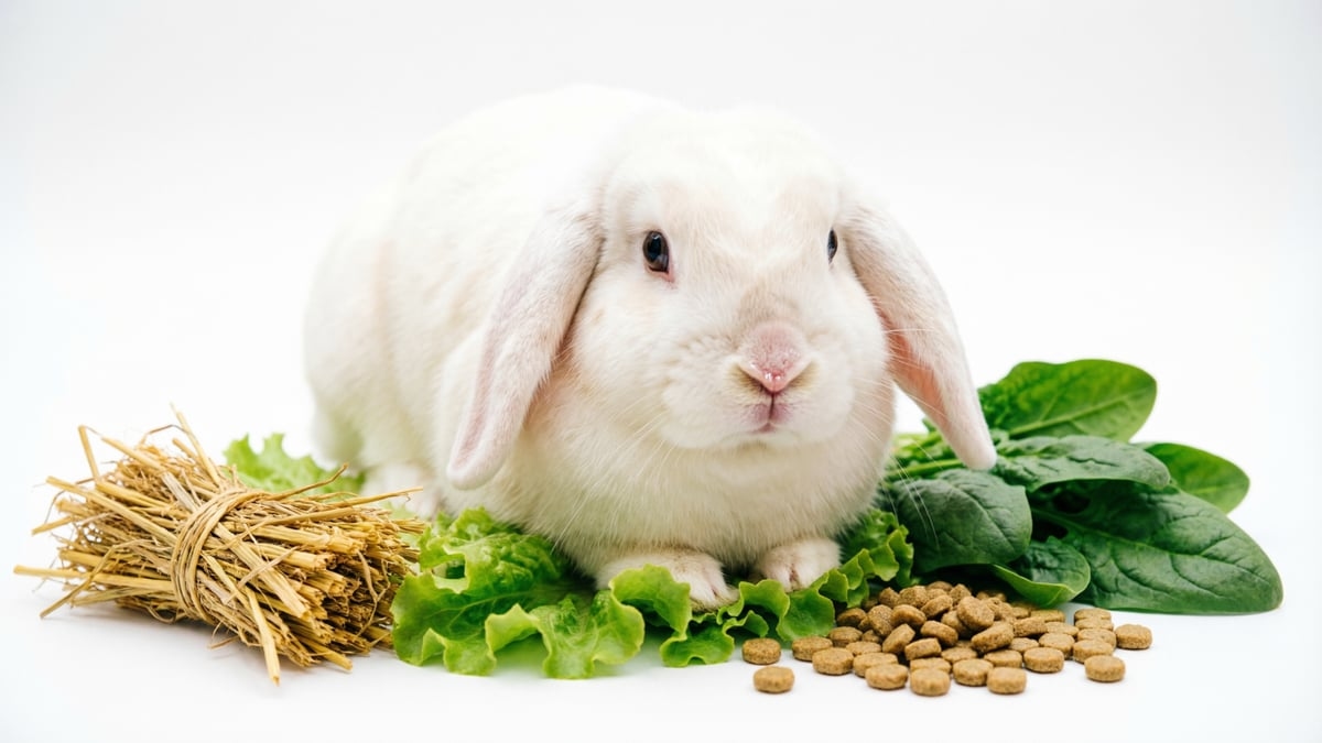 Complete Rabbit Food Guide: Diet, Hay & Top Food Recommendations