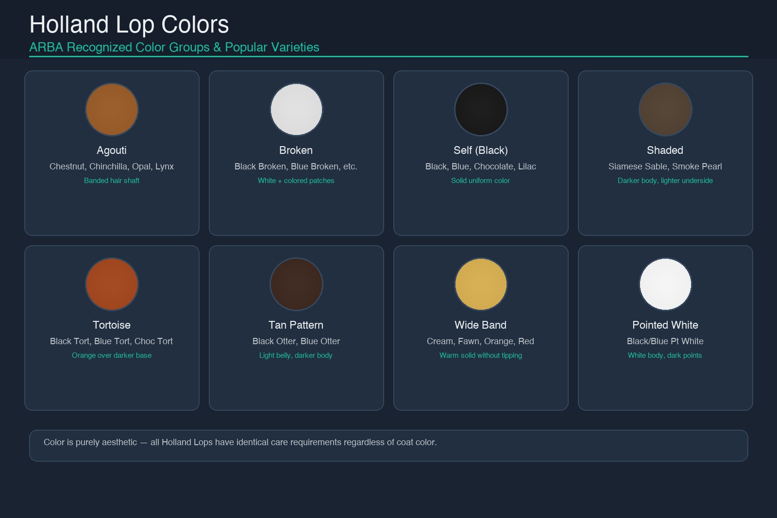 Holland Lop rabbit coat color varieties showing 8 ARBA recognized color groups: Agouti, Broken, Self, Shaded, Tortoise, Tan Pattern, Wide Band, and Pointed White