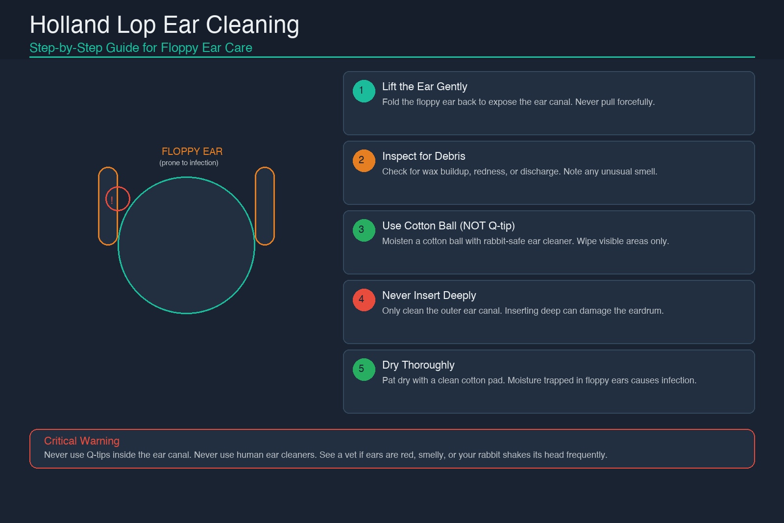 Holland Lop rabbit ear cleaning guide: lift ear gently, inspect for debris, use cotton ball not Q-tip, never insert deeply, dry thoroughly