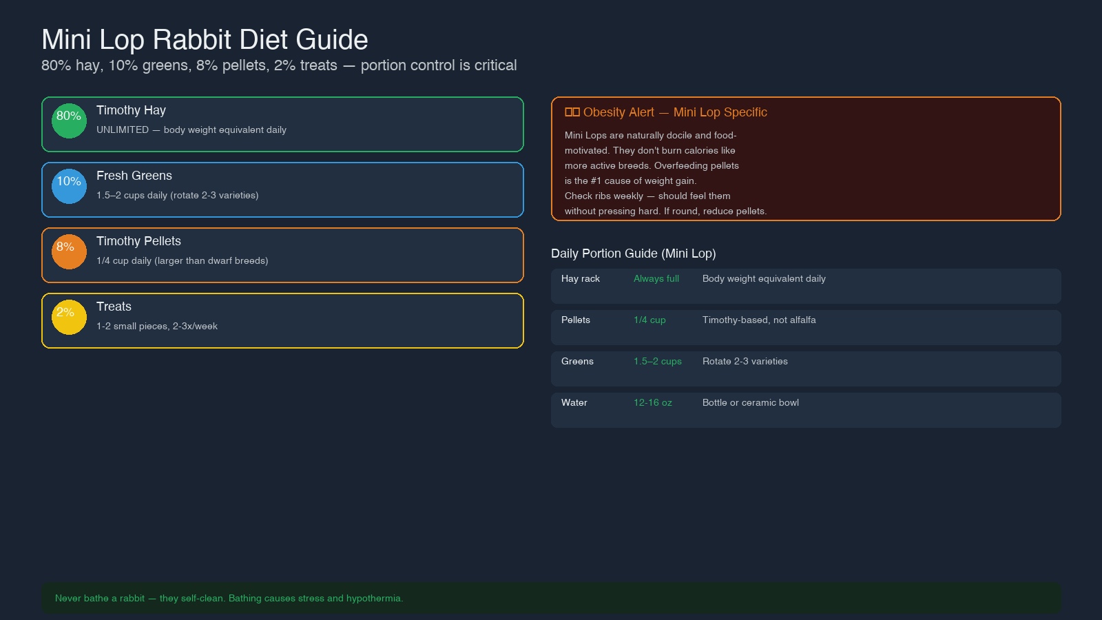 Mini Lop rabbit eating fresh vegetables and hay from a clean bowl setup