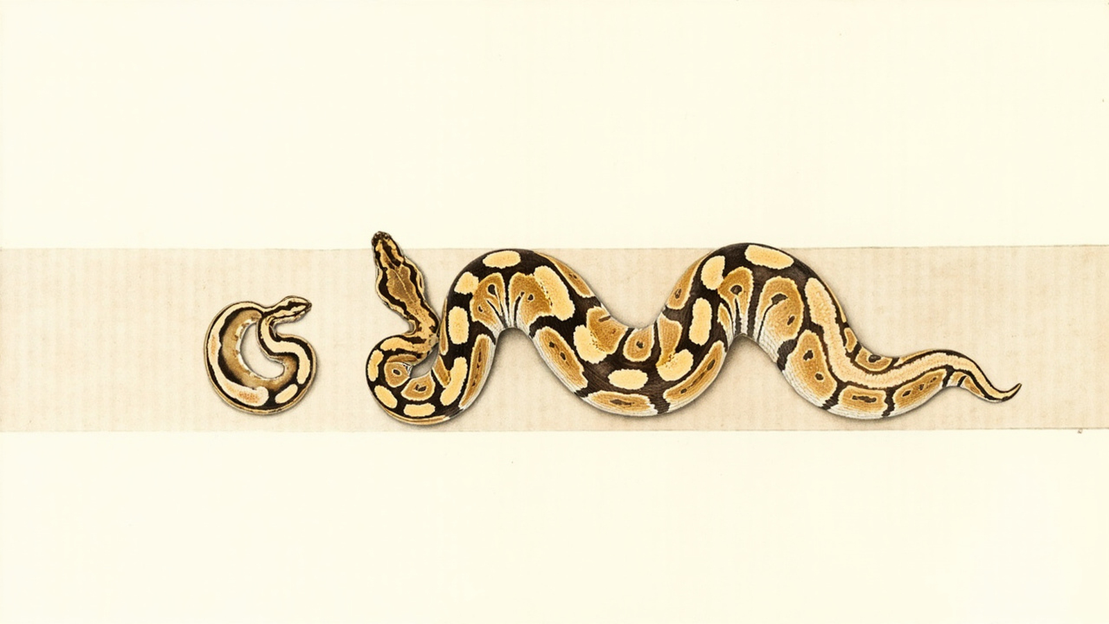 Hatchling vs adult ball python size comparison — same chocolate-blotch pattern, length is not calendar age