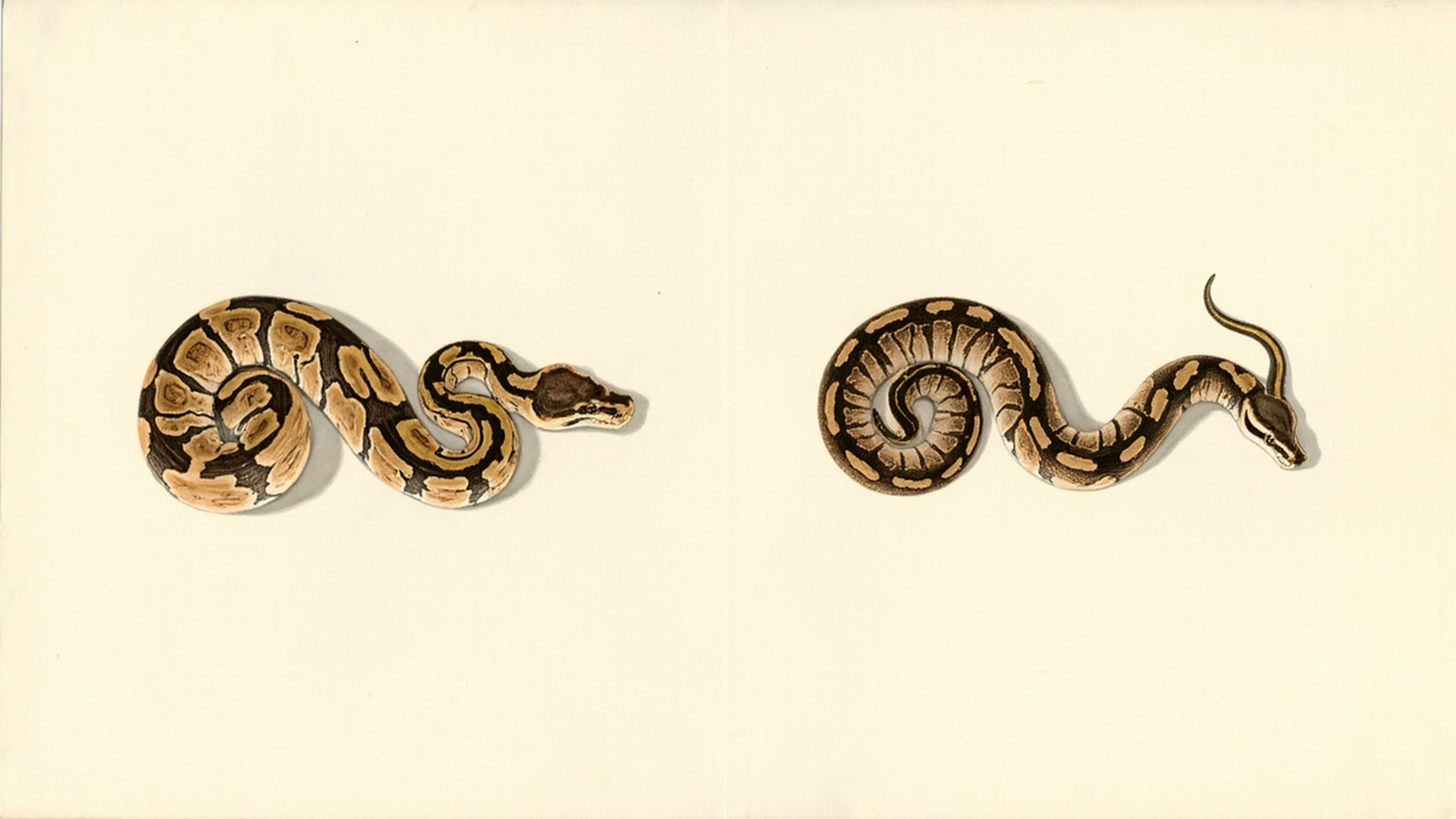 Healthy adult vs lean senior ball python body condition — old is not the same as sick