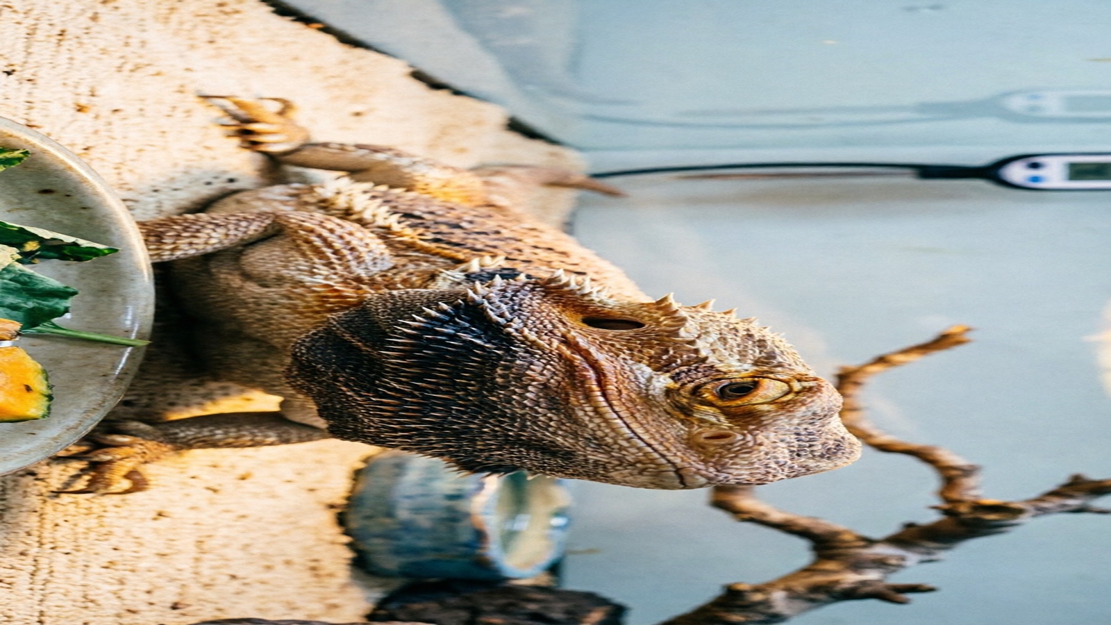 Why Is My Bearded Dragon Not Eating? Troubleshooting Guide