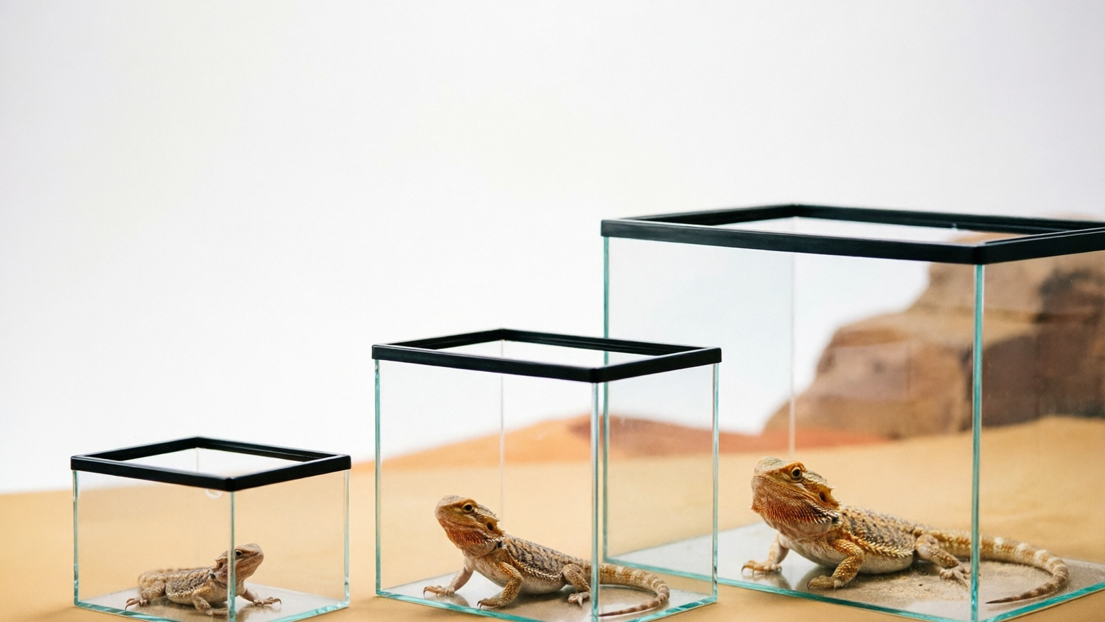 Bearded Dragon Tank Size Guide by Age