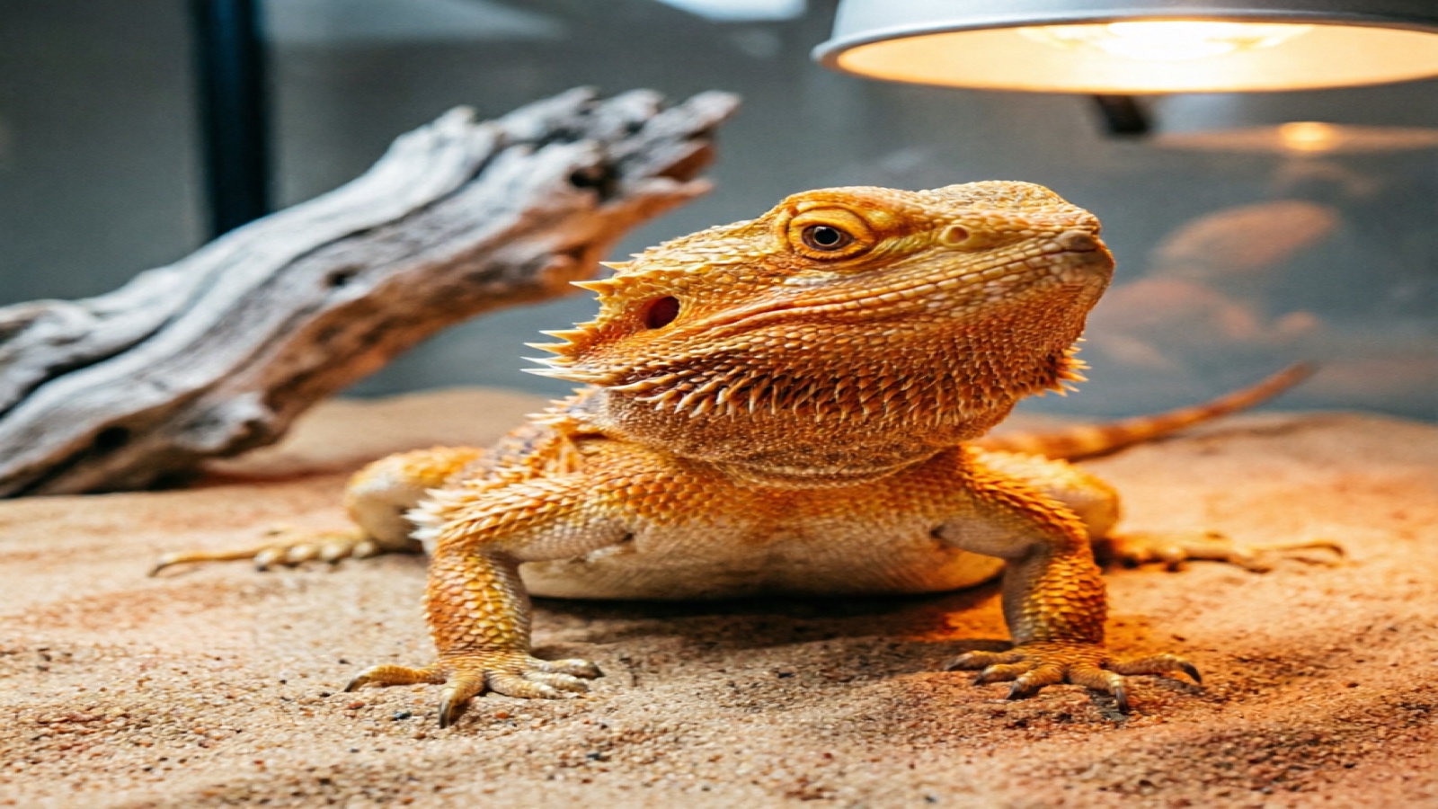 Bearded dragon on natural sand substrate