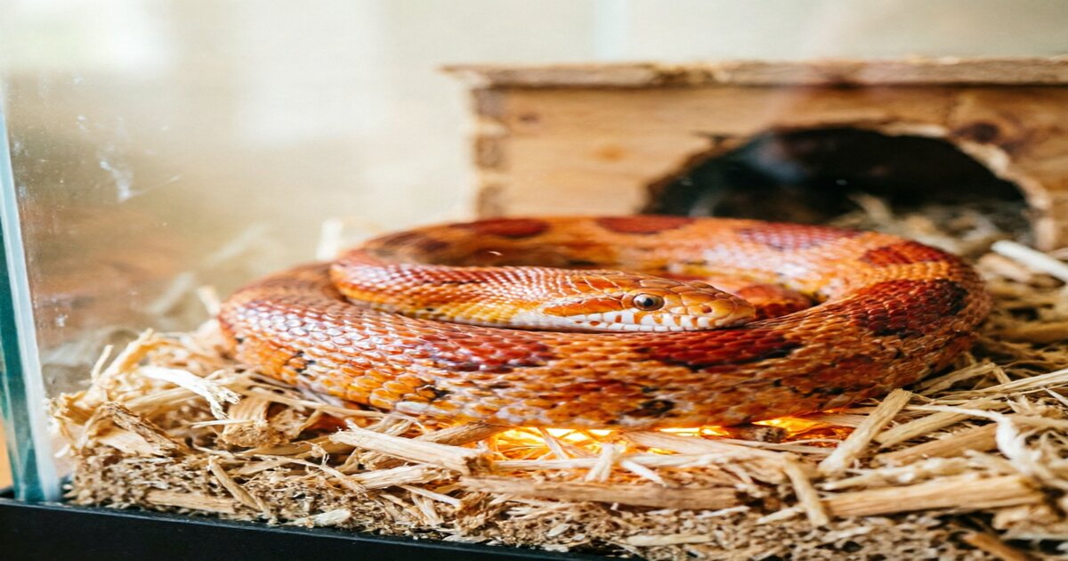 Best Corn Snake Heating Pad — 10 Tested & Ranked