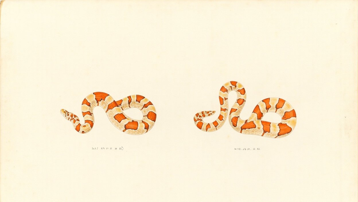 Hand-drawn watercolor illustration of a healthy adult corn snake coiled on a natural rock surface next to a measuring tape, showing 3-4 feet of body length with clear scale markings. The snake displays classic red-orange saddle markings on a grayish-tan background. Warm natural lighting, soft shadows, scientific field guide aesthetic