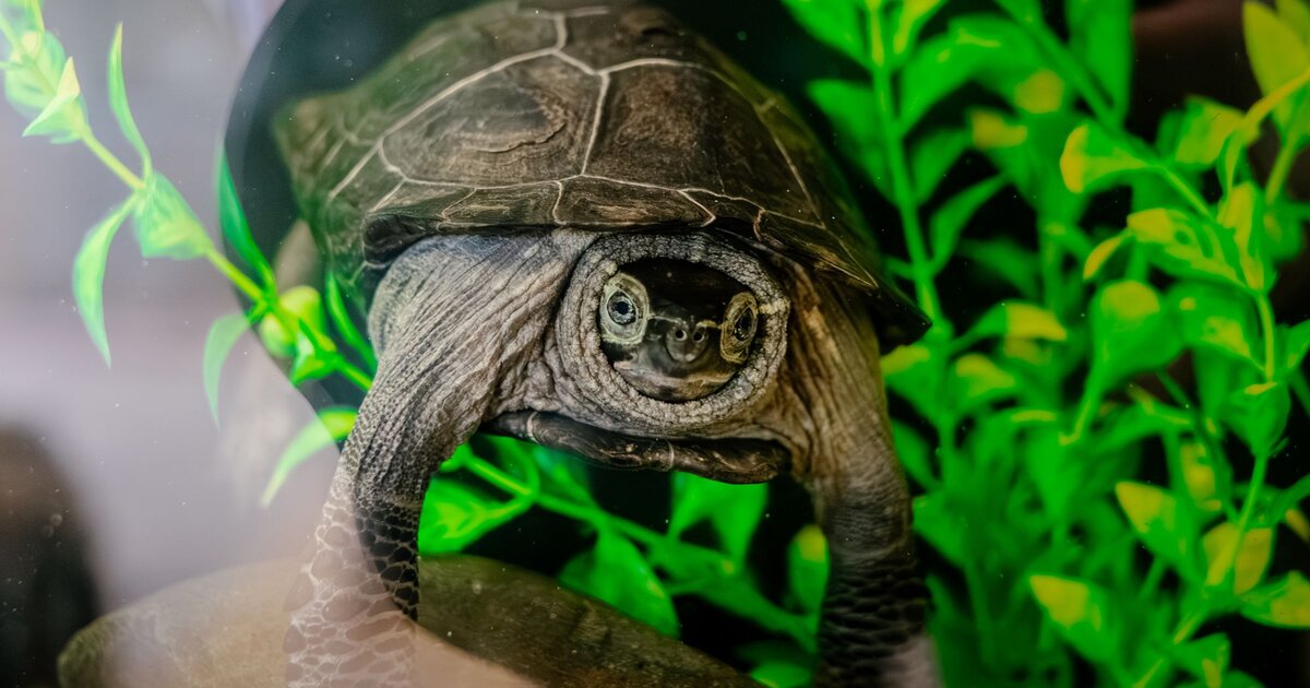 Turtle Tank Setup Guide: What You Need for a Healthy Turtle