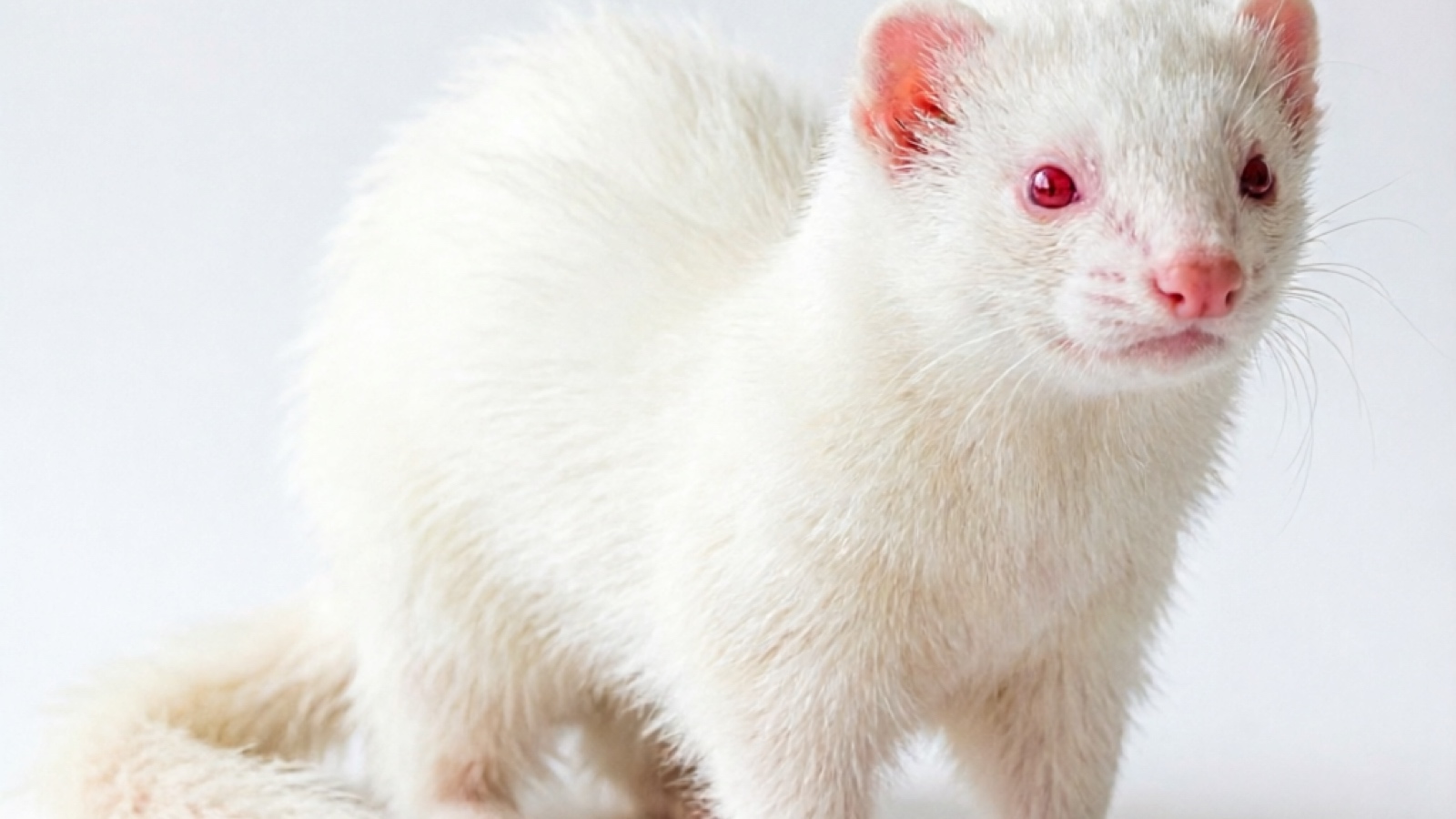 Albino Ferret