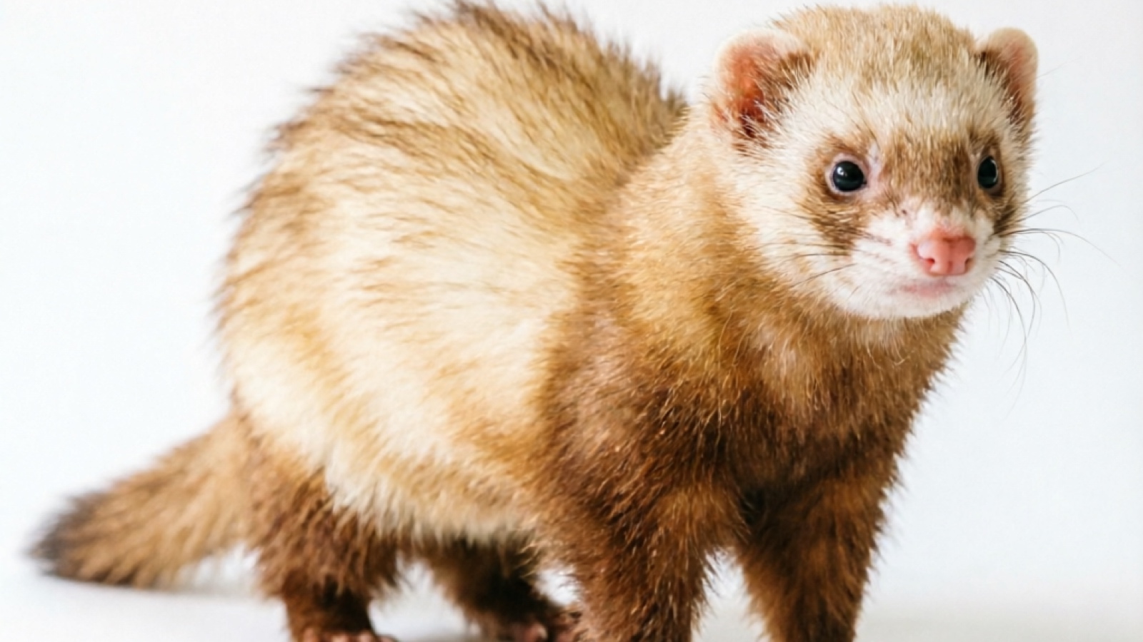 Cinnamon Ferret