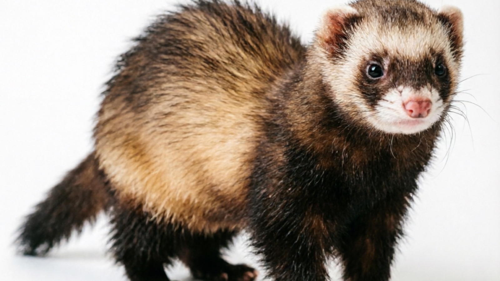 Sable Ferret