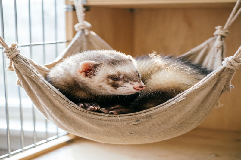 DIY ferret hammock made from old cotton t-shirt tied to cage corners
