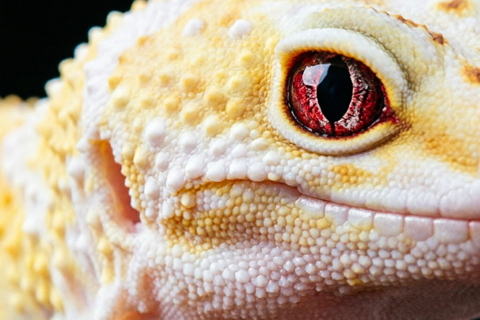Albino leopard gecko close-up